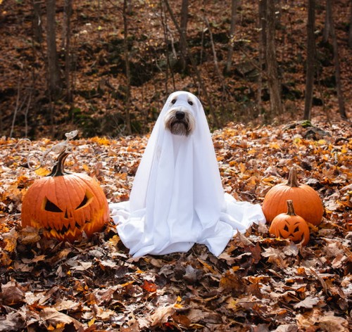 DIY Simple Esay Ghost