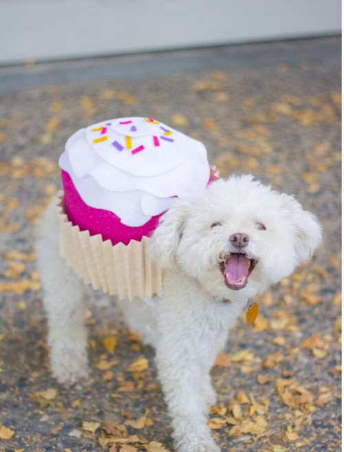 DIY Simple Dog Halloween (1)